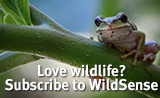 Subscribe to WildSense