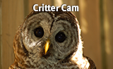 160-x-98-badge_barred owl.png