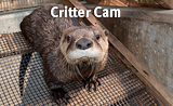 160-x-98-badge_crittercam_otter.png