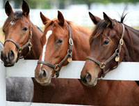 August-2012-Feature-Story---horses-at-fence200.jpg