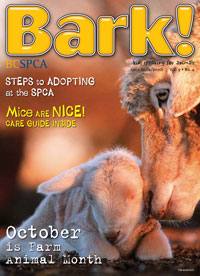 Bark Magazine