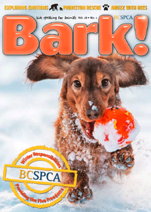 Bark-winter-cover_300.png