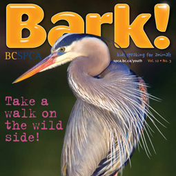 BarkSummer2015_cover_255x255.png