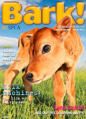 Bark Cover October 2014