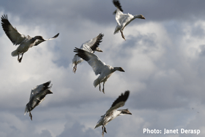 Birdwatching2_snow-geese_Credit-Janet-Derasp.png