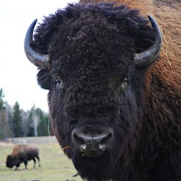 Bison buffalo (Flickr free photo) 255px.jpg