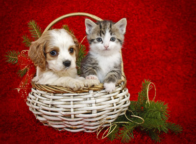 Christmas-Puppy-And-Kitten400.jpg
