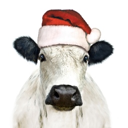 Christmas cow 255x255.jpg