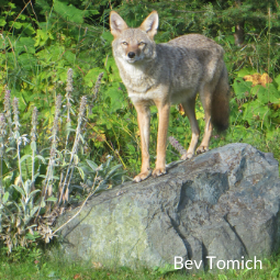 Coyote by Bev Tomich - 255x255.png