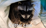 Crittercam raccoon - WildSense badge - 160x98.png