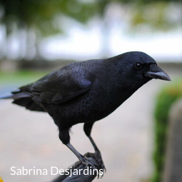 Crow by Sabrina Desjardins - 255x255.png
