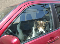 Dog-in-Hotcar_crop200.jpg