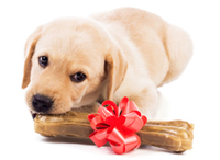 Puppy with holiday bone