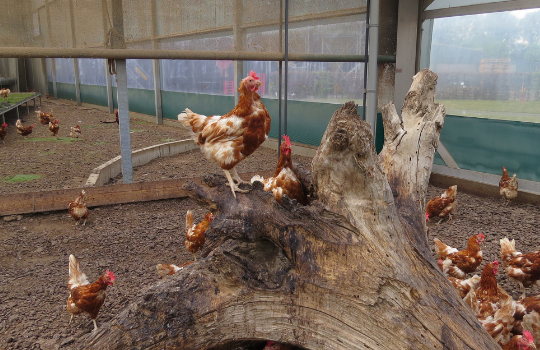 Hens in an enriched verandah.png