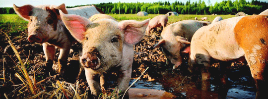 FarmSense_Celebrating-the-Year-of-the-Pig_540.png