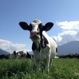 FarmSense_Creekside Dairy - cow on pasture facing camera - c