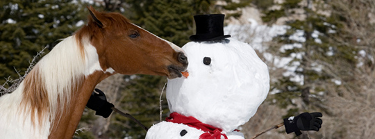 FarmSense_Dec2016_Horse-with-Snowman_540x200.png