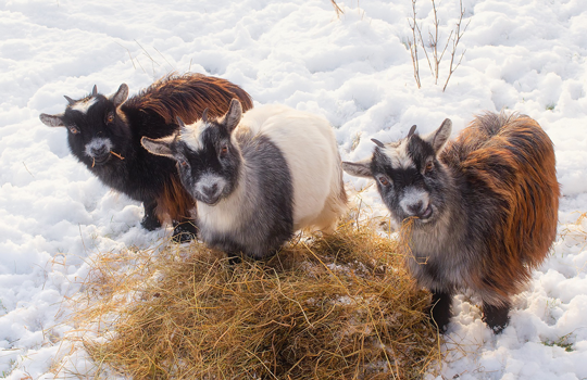 FarmSense_Goats_free-from-Pexels_540x350.png