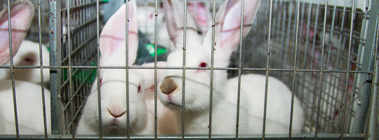 FarmSense_Mar2017_Rabbits-In-Cage.png