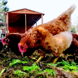 FarmSense_Mar2017_egg-laying-hen-foraging_255.png