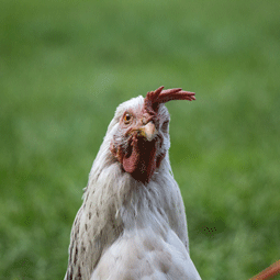 FarmSense_Ten-reasons-why-chickens-are-amazing_255.png
