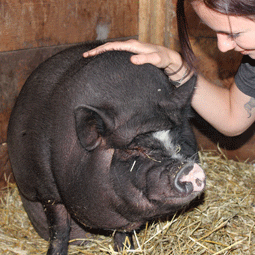 FarmSense_Thinking-of-getting-a-pet-pig_255.png