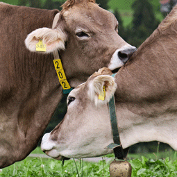 FarmSense_brush-up-on-cattle-grooming_255.png