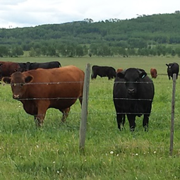 FarmSense_cattle-4-Lasser-Ranches_255.png