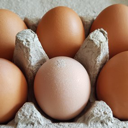 FarmSense_egg-from-stressed-hen_255.png