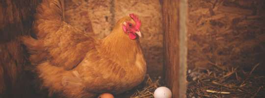 FarmSense_hen-laying-eggs-Pexels-free-use-photo-cropped540x2