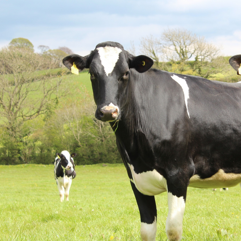 FarmSense sub story 800 x 800 - dairy cows.png