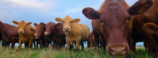 FarmSense_truth-about-grass-fed-beef_540x200.png