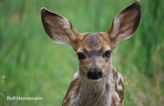 Fawn by Rolf Hennemann - 540x350.png