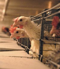 Feature-Story---Battery-cage-hen-pic200.jpg