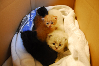 kittens eteacher june 2014