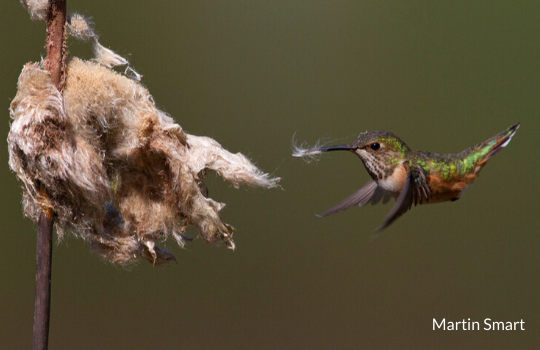 Hummingbird with nesting material by Martin Smart - 540x350.