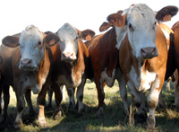 June-2012-Applied-Knowledge---beef-cattle-pic200.jpg