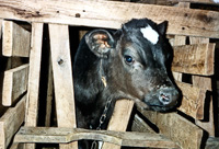 June-2012-Feature-Story-pic---veal-crate---credit-to-Farm-Sa