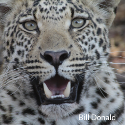 Leopard by Bill Donald - 255x255.png