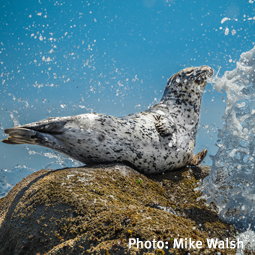 Mike-Walsh_Harbour-Seal_255x255.png