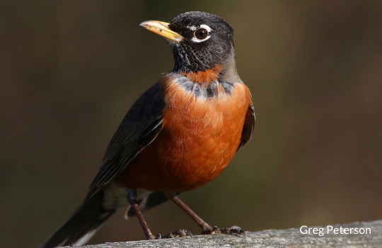Robin on log by Greg Peterson - 540x350.png
