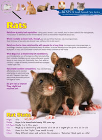 School-club-image-rat-care-guide.jpg
