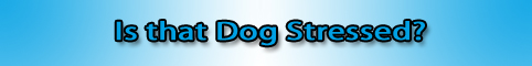 Stressed dog banner.jpg