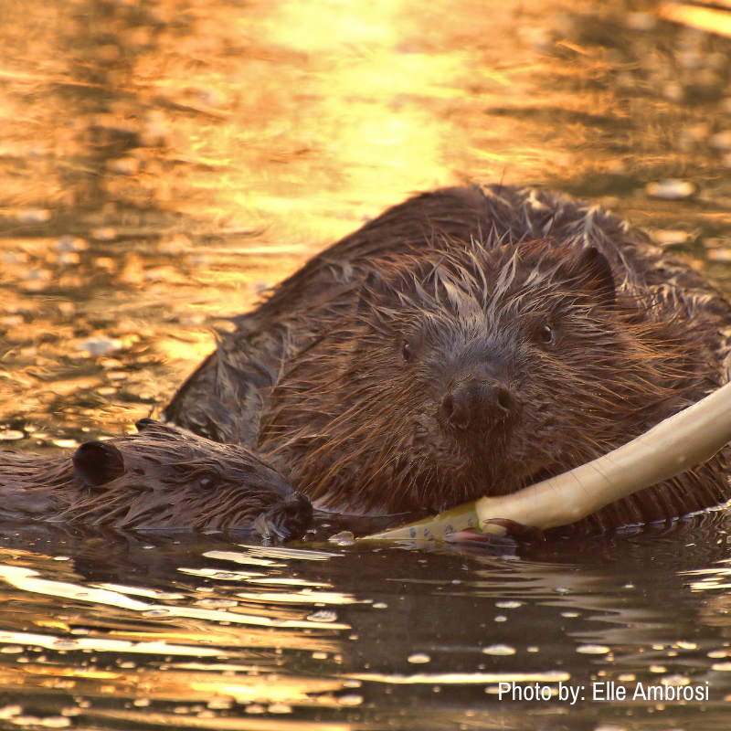 Sub-story 4 - best practices - beavers - March WildSense.png