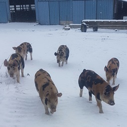 Sunnunghill-pigs-in-yard-snow 255x255.jpg