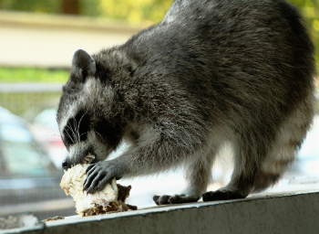 Raccoon Feeding Frenzy