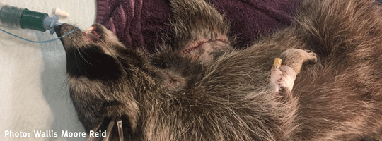 WildSense2_Injured-Raccoon-hooked-up-to-IV-and-heavily-sedat