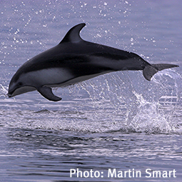 WildSense2_WS0308_Martin Smart_Pacific White-sided dolphin.p