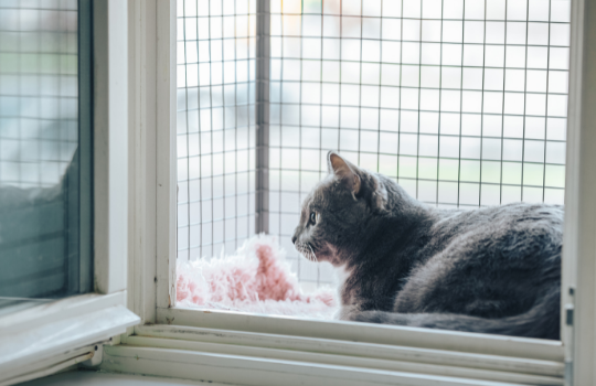 WildSense - cat in catio windowbox.png