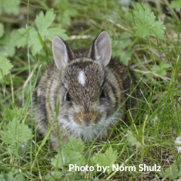WildSense - cottontail baby.png